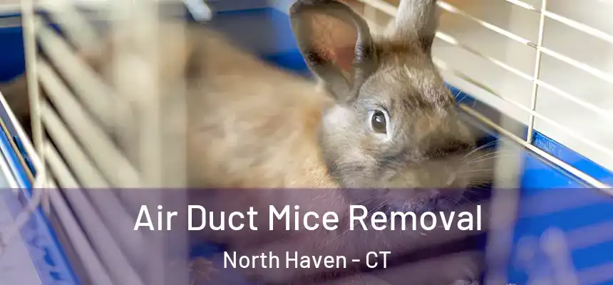 Air Duct Mice Removal North Haven - CT